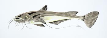 Catfish